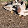 Call Ducks Image 3