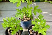 Lemon Geranium Plants