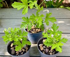 Lemon Geranium Plants