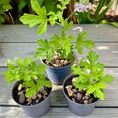 Lemon Geranium Plants