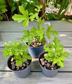 Lemon Geranium Plants