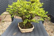bonsai