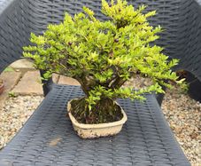bonsai
