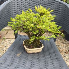 bonsai