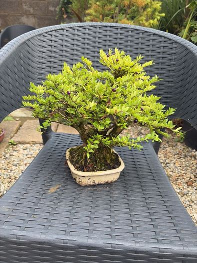 bonsai
