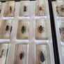 insects in resin Image 7