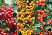 Pyracantha Firethorn Evergreen Hedging
