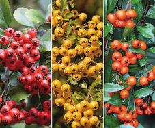 Pyracantha Firethorn Evergreen Hedging