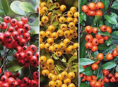 Pyracantha Firethorn Evergreen Hedging