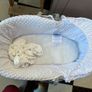 Moses Basket & sheets Image 2