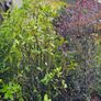 Instant Screen! 7ft bushy plants Image 8
