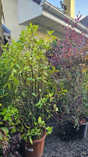 Instant Screen! 7ft bushy plants