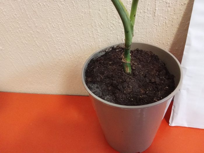 Indoor plant young monstera