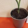 Indoor plant young monstera Image 2