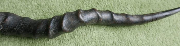 Antique Black Buck Horns 1800's Rare Horns Length 22"