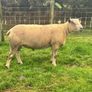 Charolais Rams Image 2