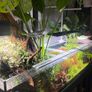 Aquarium Plants Echinodorus Gigant 80-120 cm Image 2