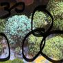 Corals Easy Image 3