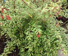Fuchsia plants