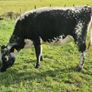 Droimeann Cows and Beet Calves for sale Image 4