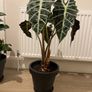 Alocasia Polly Image 3
