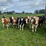 Incalf heifers Image 8