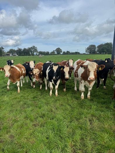 Incalf heifers