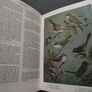1972 "The Oxford Book of Birds" Image 5