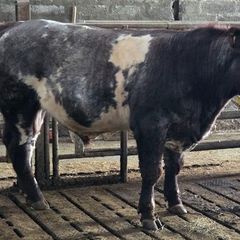 Shorthorn Bull