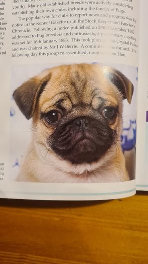 The Pug By Susan. M. Ewing. Wayne Hunthausen, D. V. M. Consulting Vetenary Editor. Large Volume Book In Very Good Condition.
