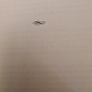 A Dream Unfolds. By Noel A Fox. The Story Of Nano Nagle. First Edition Paperback In Good Condition. 32. Image 4
