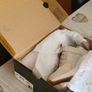 Skechers Girls Shoes Size C12 (30) Image 5