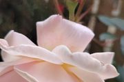 Rose  plant