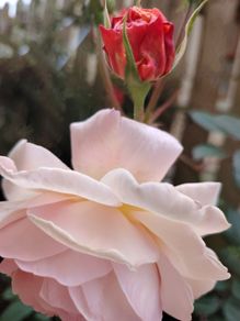 Rose  plant