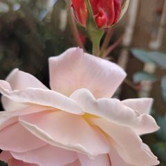 Rose  plant