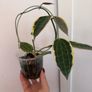 Rare houseplant Hoya Latifolia Albomarginata Image 2