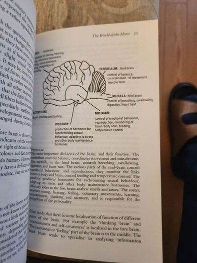 The Behaviour Of Horses. In Relation To Managment And Training.  By Dr Marthe Kiley-worthington. First Edition Hardback With Dustjacket In Good Condition.