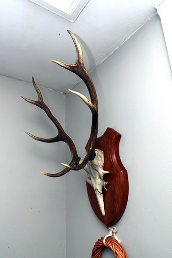 Antlers