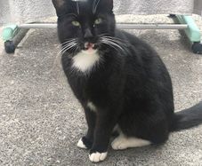 cat