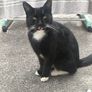 cat Image 5