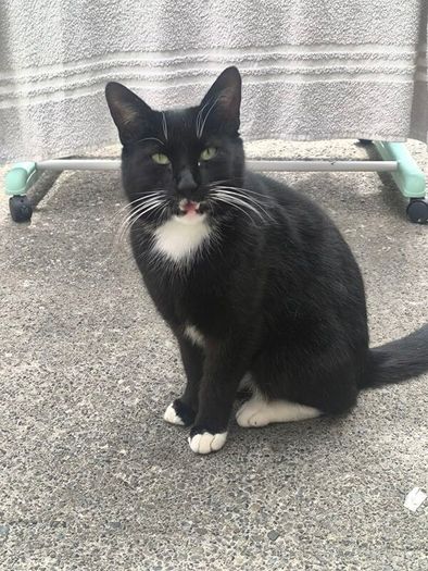 cat