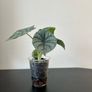 Alocasia silver dragon pups for sale Image 2