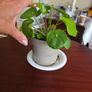 plants Image 5