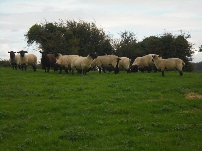 Breeding Hoggets and Sheep