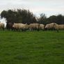 Breeding Hoggets and Sheep Image 2