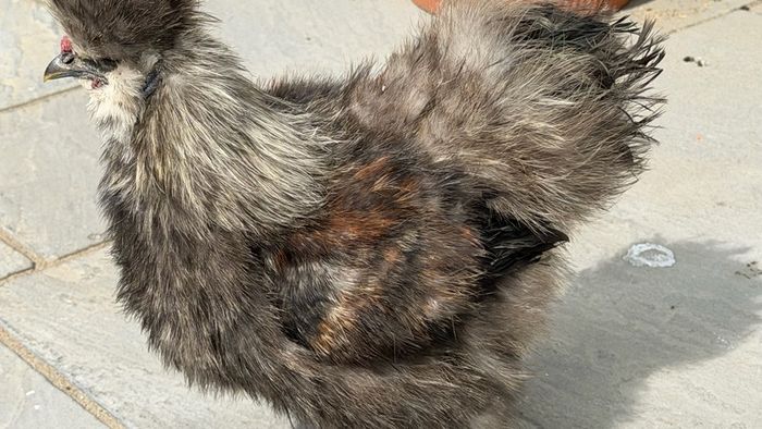 Silkie roaster