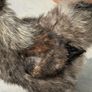 Silkie roaster Image 6