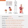 Human Anatomy Models Bundle Set, Brain, Human Torso Body, Heart, Skeleton Model Image 4