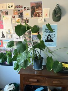 Medium Size Monstera Houseplant