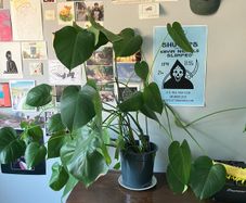 Medium Size Monstera Houseplant